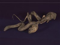 藏品(錦蛇)的圖片